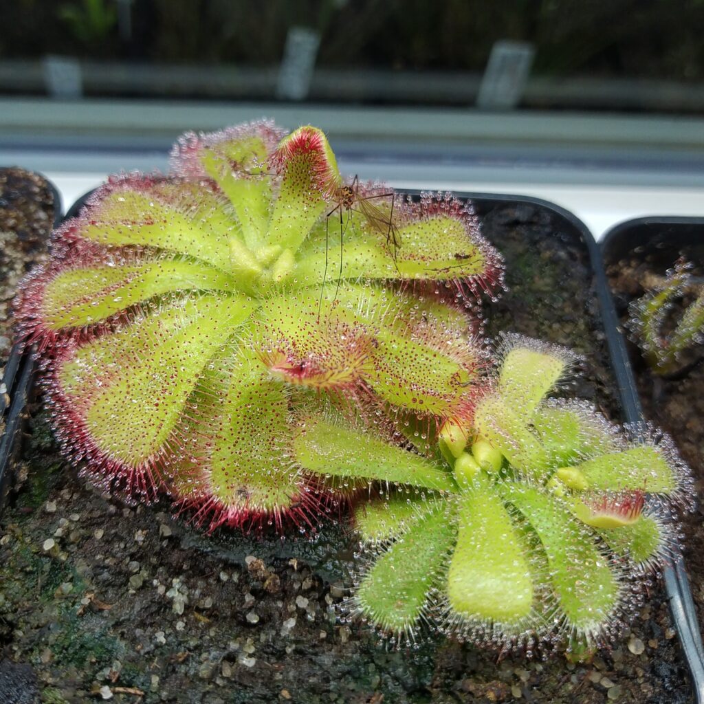 Drosera cuneifolia {Silvermine}