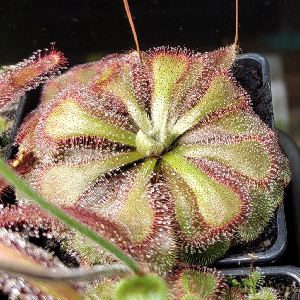 Drosera cuneifolia {Table Mountain, South Africa}