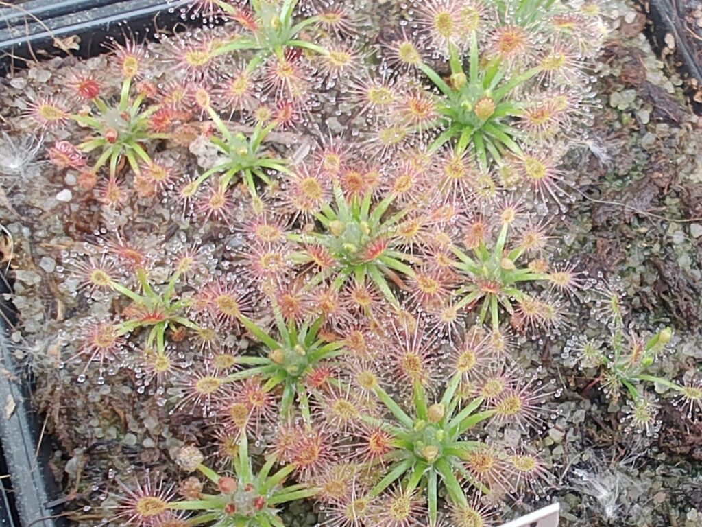 Drosera enodes