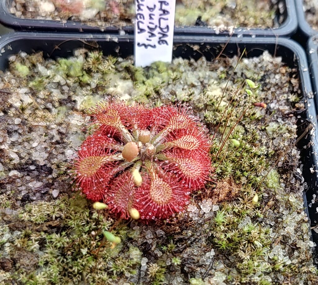 Drosera esmeraldae {Cerro Duida, Venezuela}