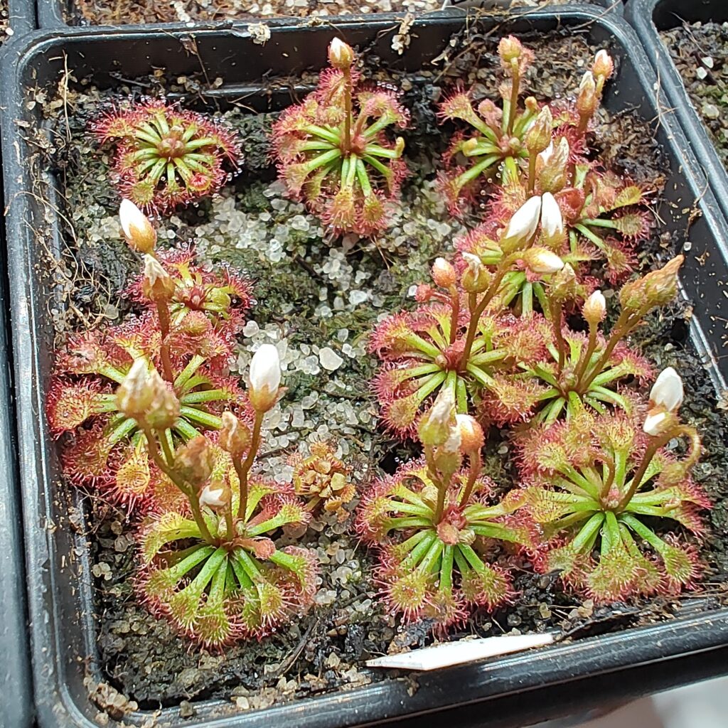 Drosera felix {Tuku Muruku, Gran Sabana}