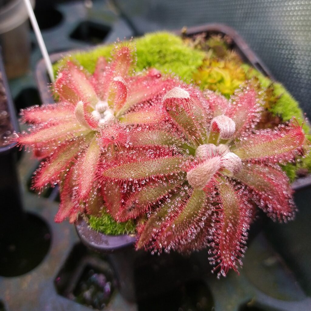 Drosera graomogolensis