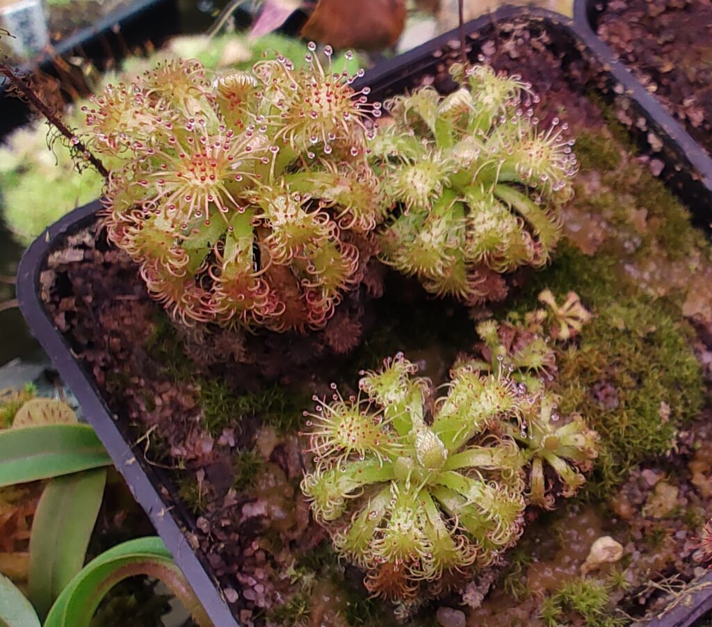 Drosera hirticalyx {Kukenan Tepui, Venezuela}