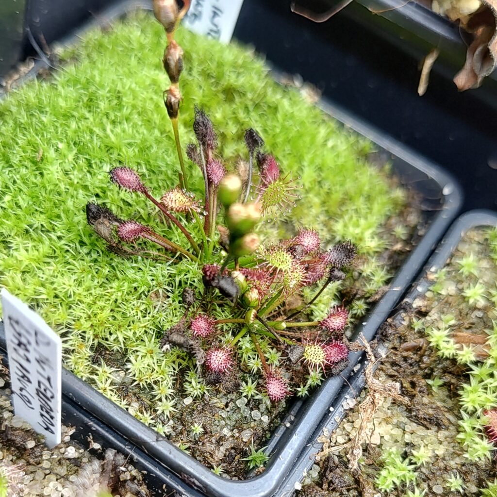 Drosera intermedia {Cuba}