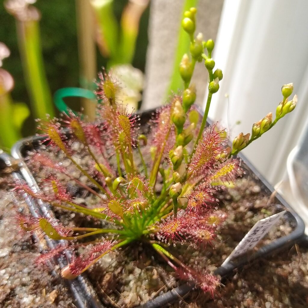 Drosera intermedia {Sao Paulo, Brazil}