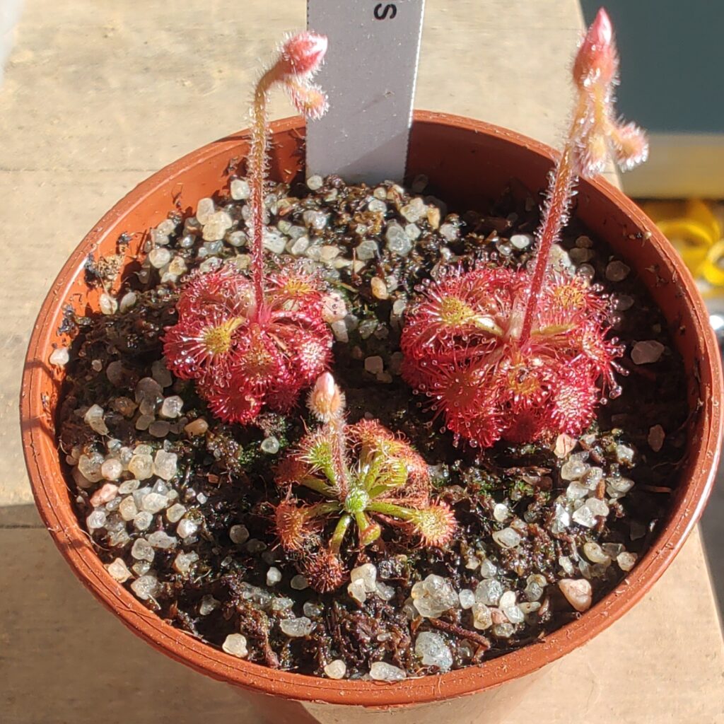Drosera kaieteurensis {Chimanta Tepui}