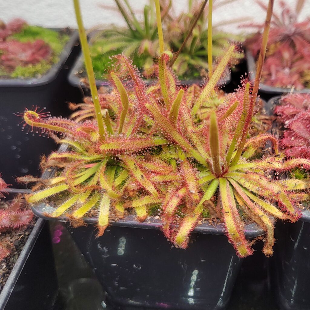 Drosera latifolia {Serra do Cabral, MG, Brazil}