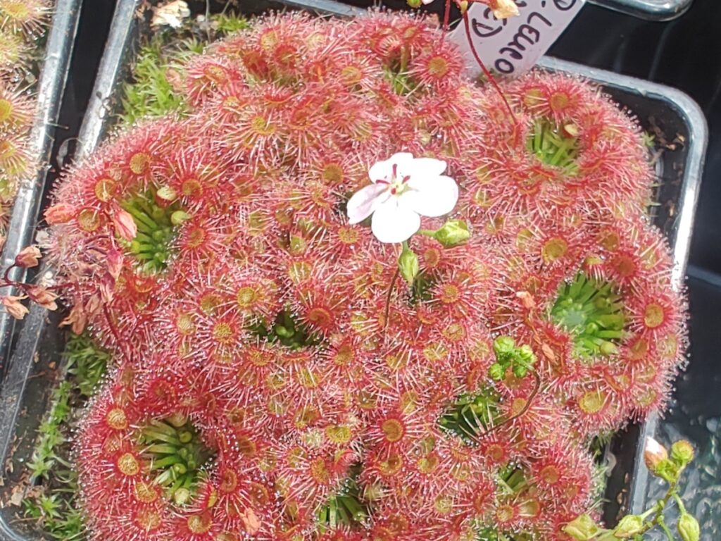 Drosera leucostigma red