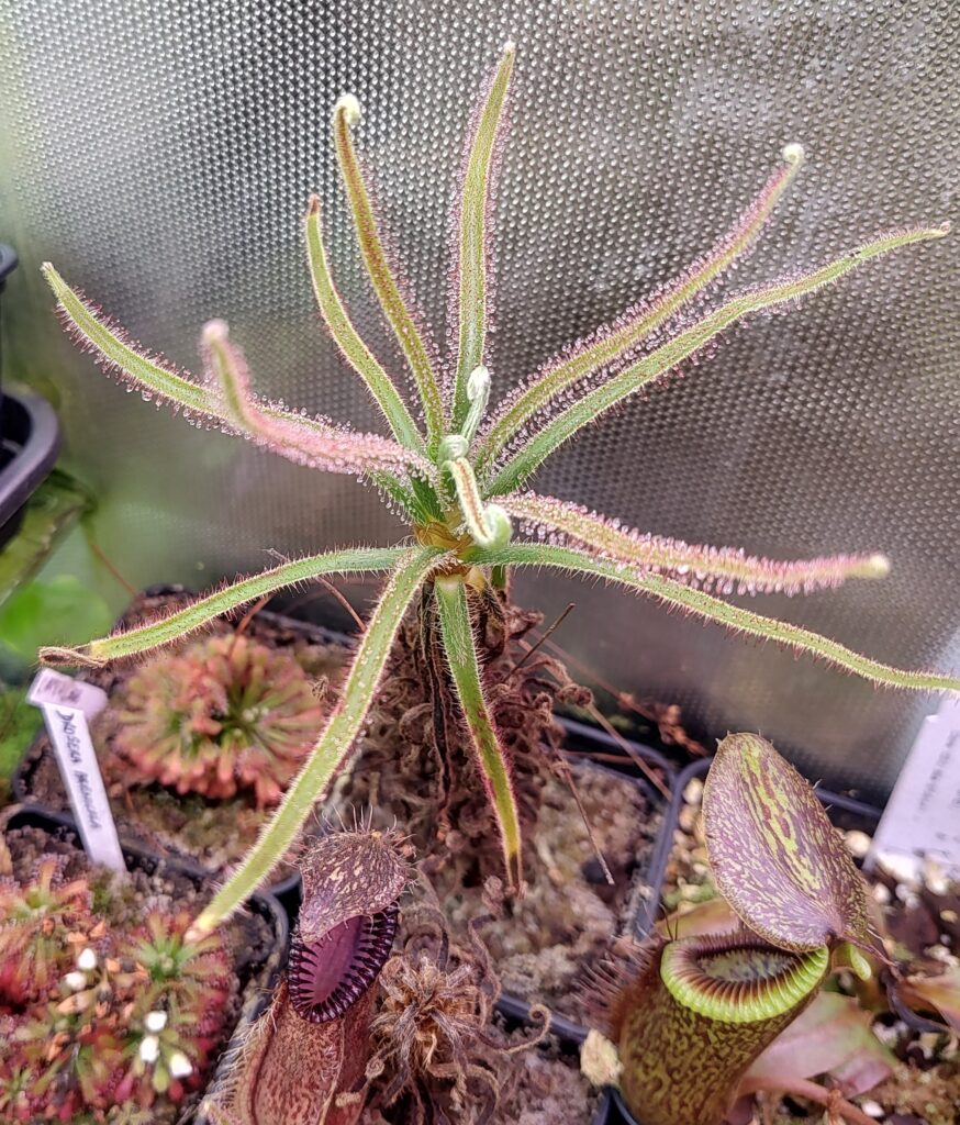 Drosera magnifica