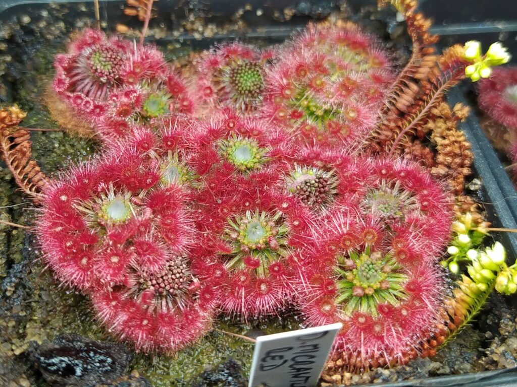 Drosera micrantha red