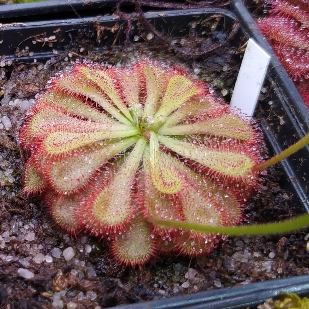 Drosera natalensis {Krantzkloof Nature Reserve, Durban}