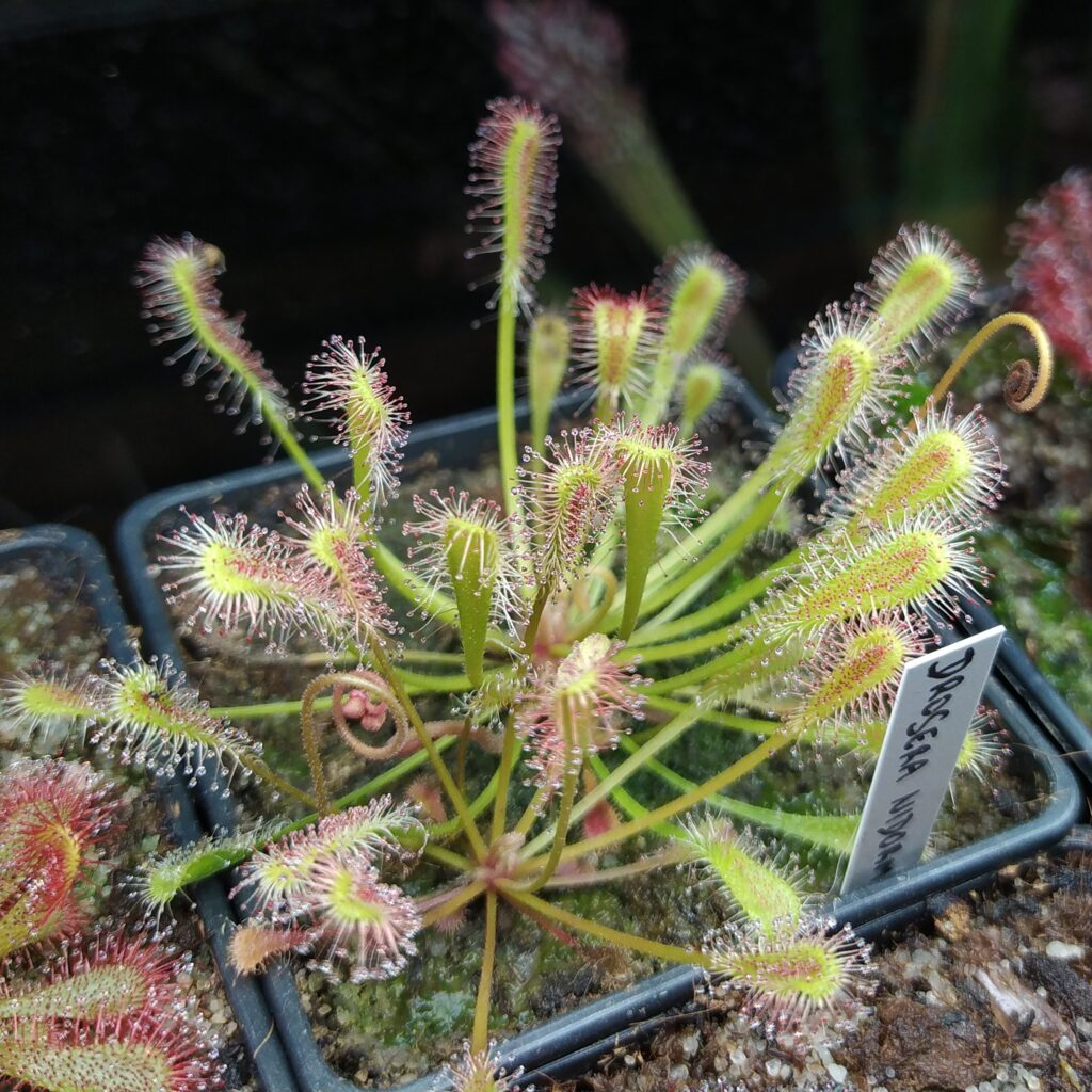 Drosera nidiformis