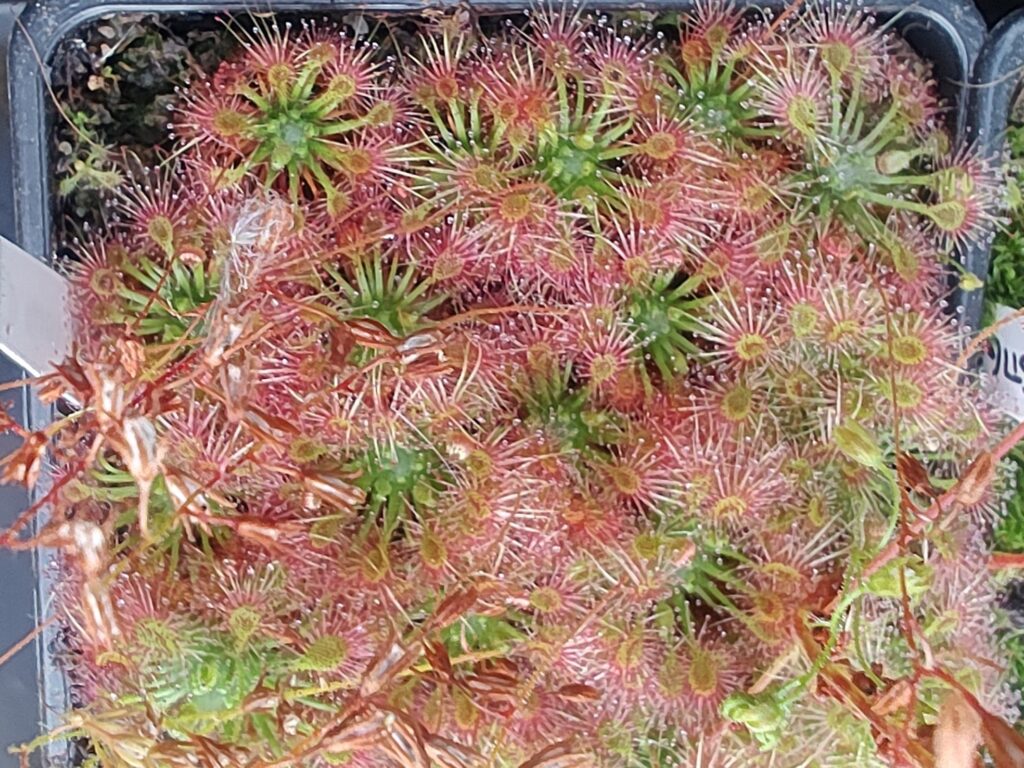 Drosera nitidula