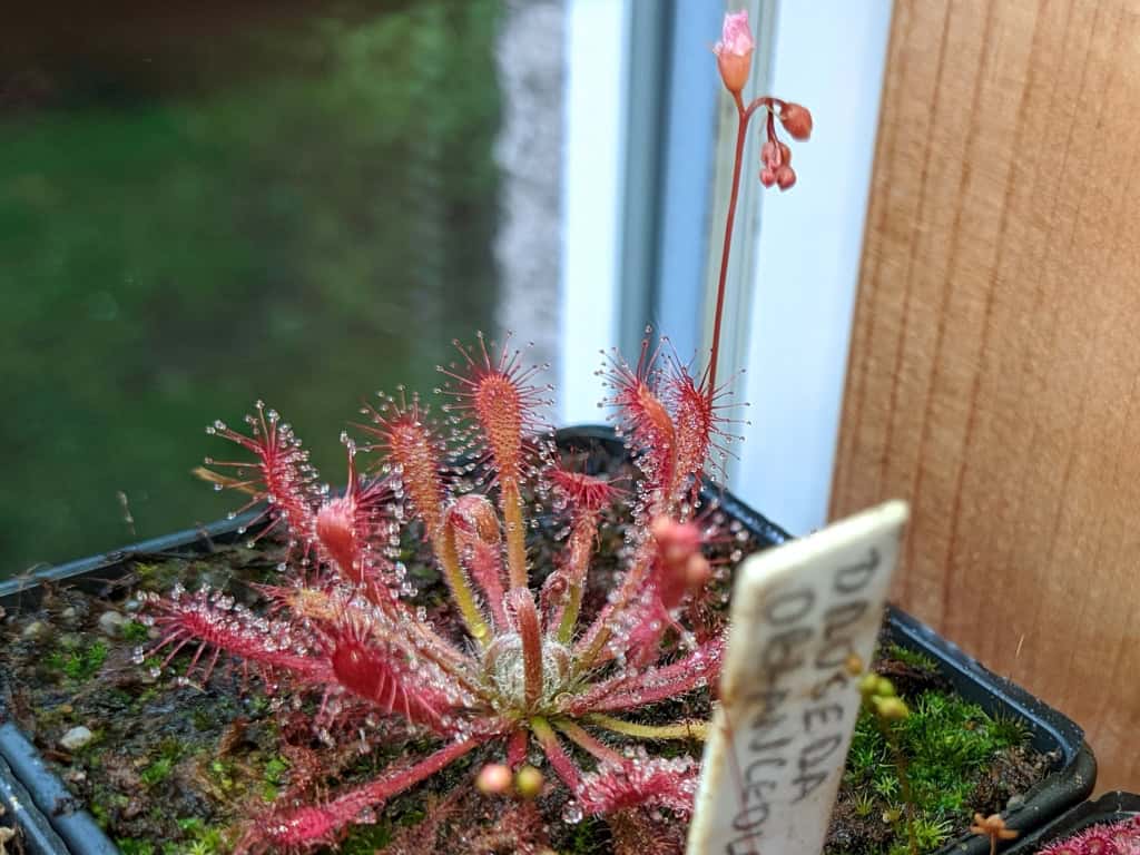 Drosera oblanceolata