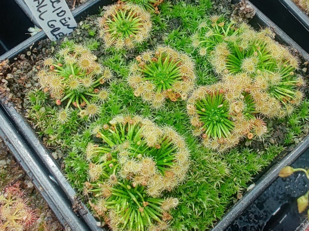 Drosera occidentalis all green