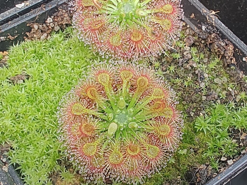 Drosera patens