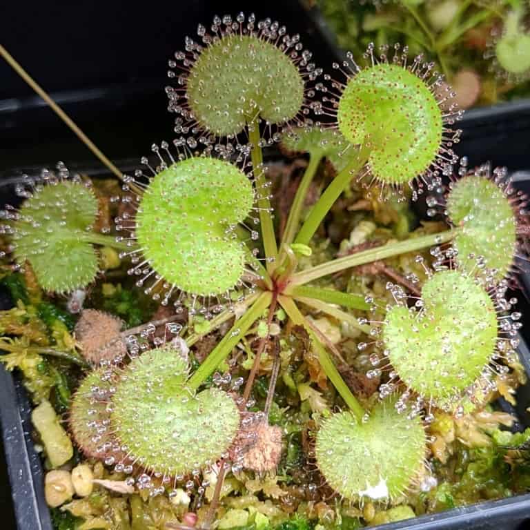 Drosera prolifera