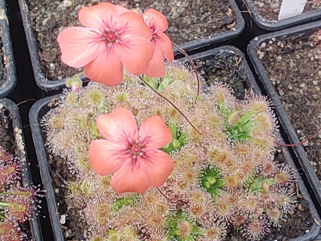 Drosera pulchela 35B