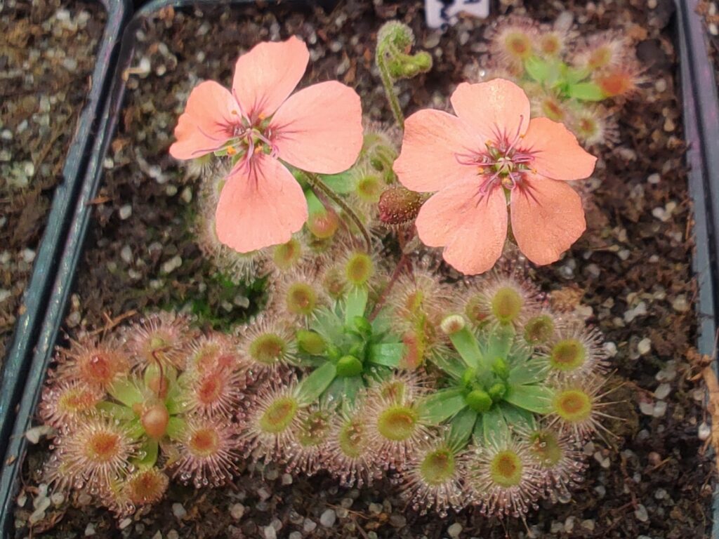 Drosera pulchella Salmon Flower