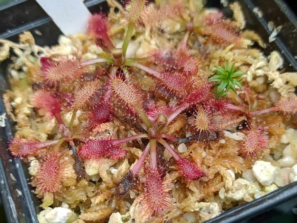 Drosera riparia {Catoles, Brazil}