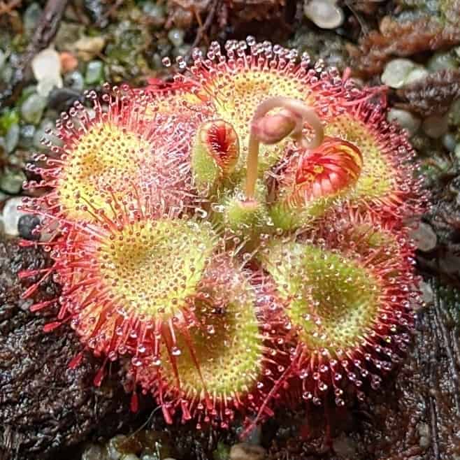 Drosera sessilifolia {Chapada dos Guimares, Brazil}