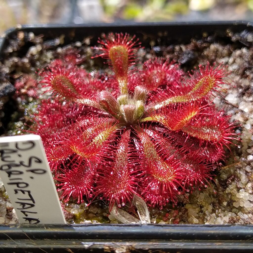 Drosera sp. "rubripetala"