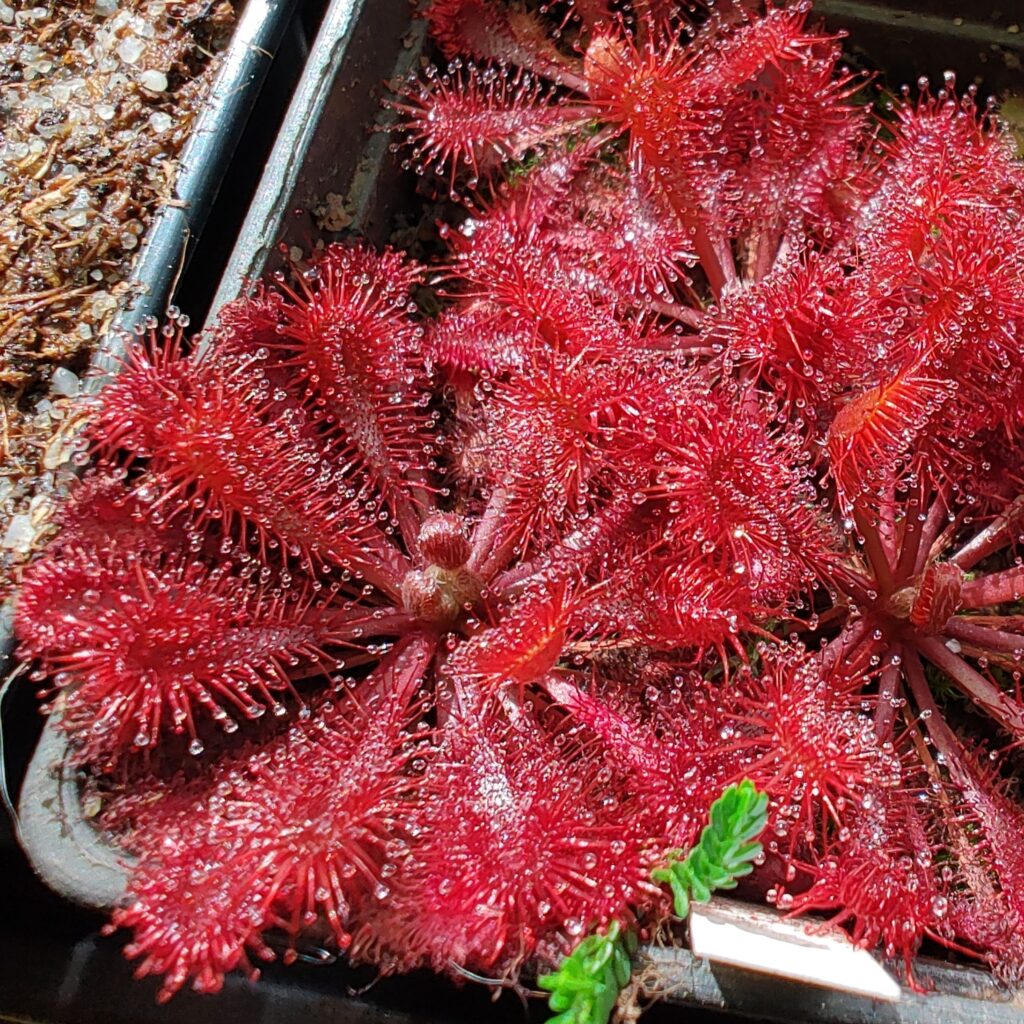 Drosera spatulata (Big red form, white flower)