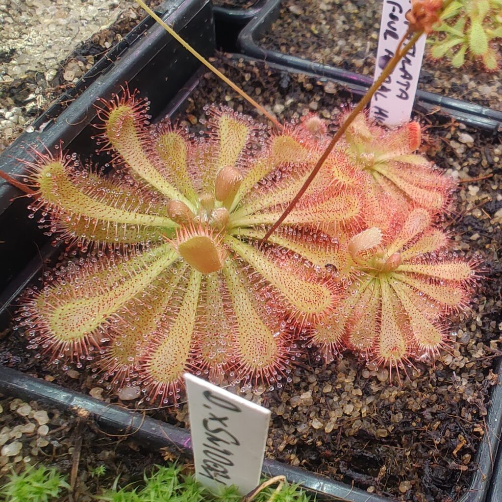 Drosera spatulata {Four Animal Hills, Xingi, Taiwan}