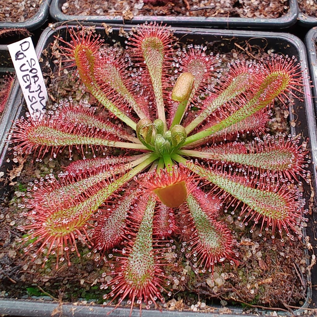 Drosera spatulata {Queensland, Australia}