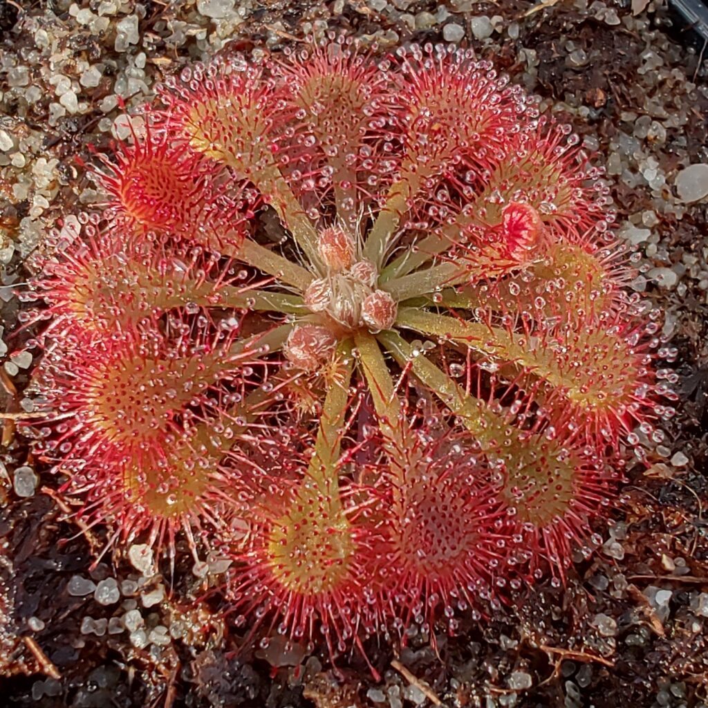 Drosera spatulata var. loureirii {Macao, China}