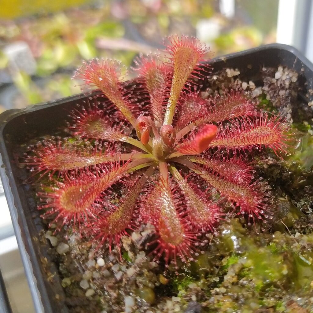 Drosera spatulata var. lovellae (all red, white flower)