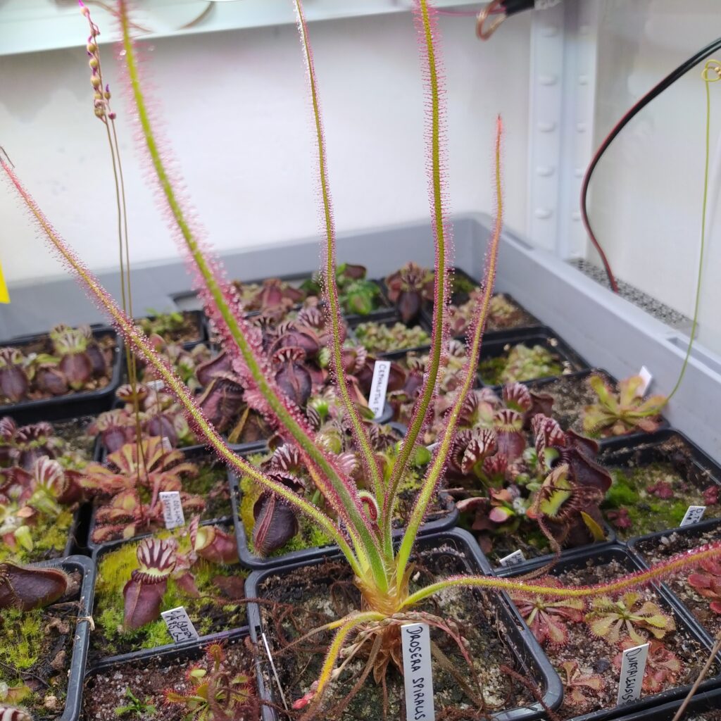 Drosera spiralis