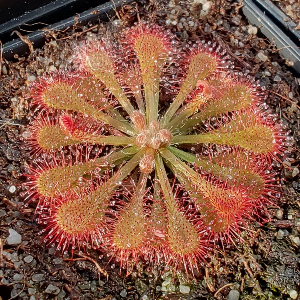 Drosera tokaiensis {Naka-chō, Hyōgo Prefecture, Japan}