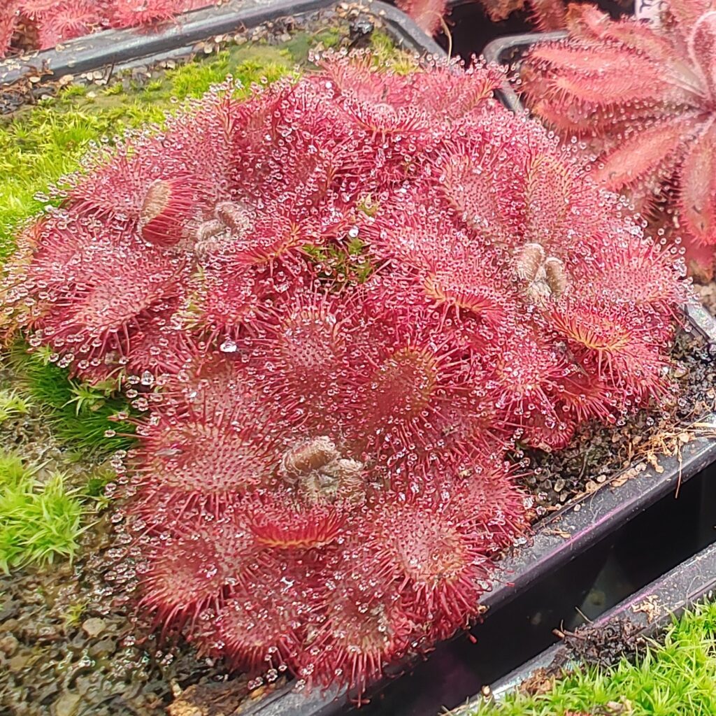 Drosera tomentosa var. glabrata {Serra do Caraça, Brazil}