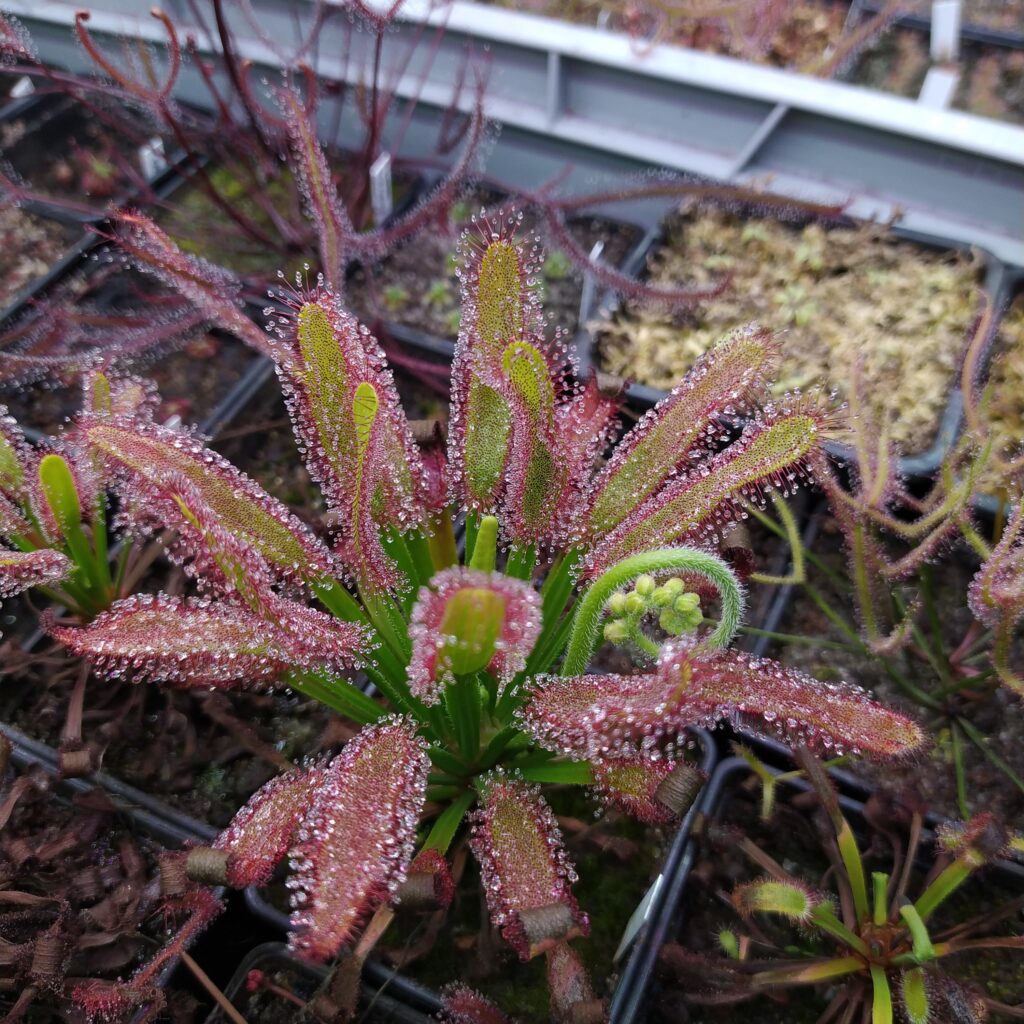 Drosera x 'Hercules'