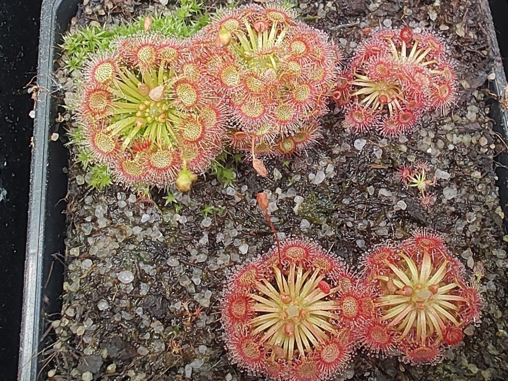 Drosera x Lake Badgerupii Yellow
