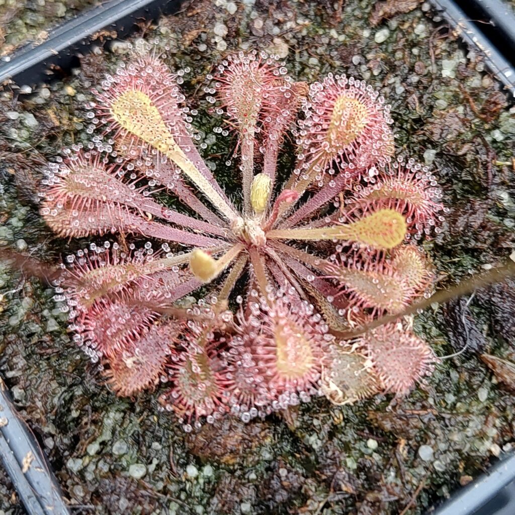 Drosera x Snyderi