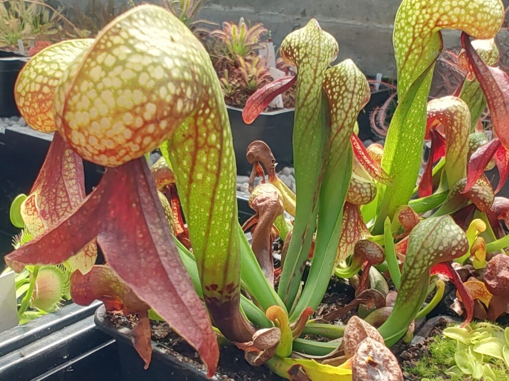 Darlingtonia californica